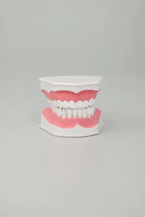 Anatomical Jaw With Toothbrush