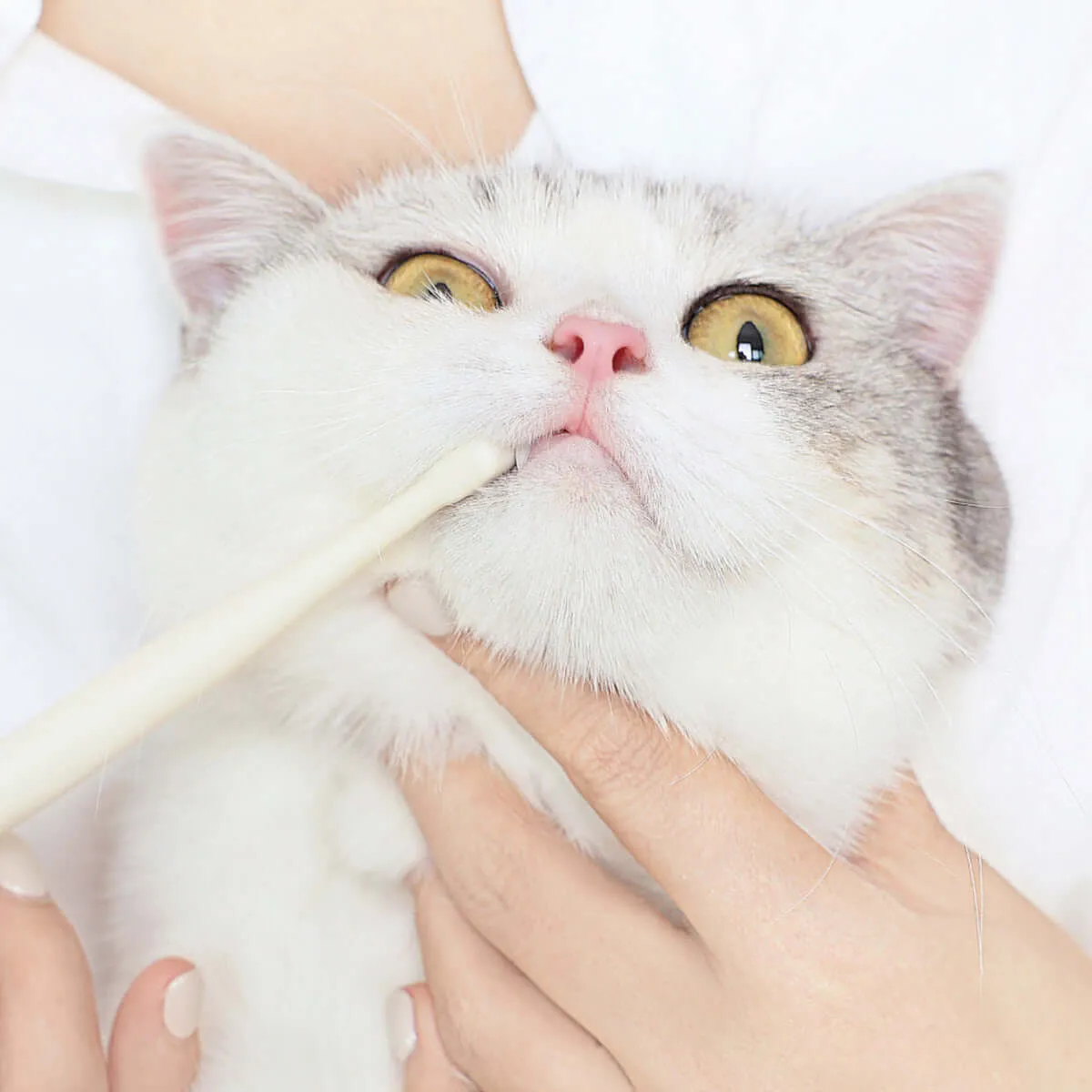 Hygienic Pet Toothbrush