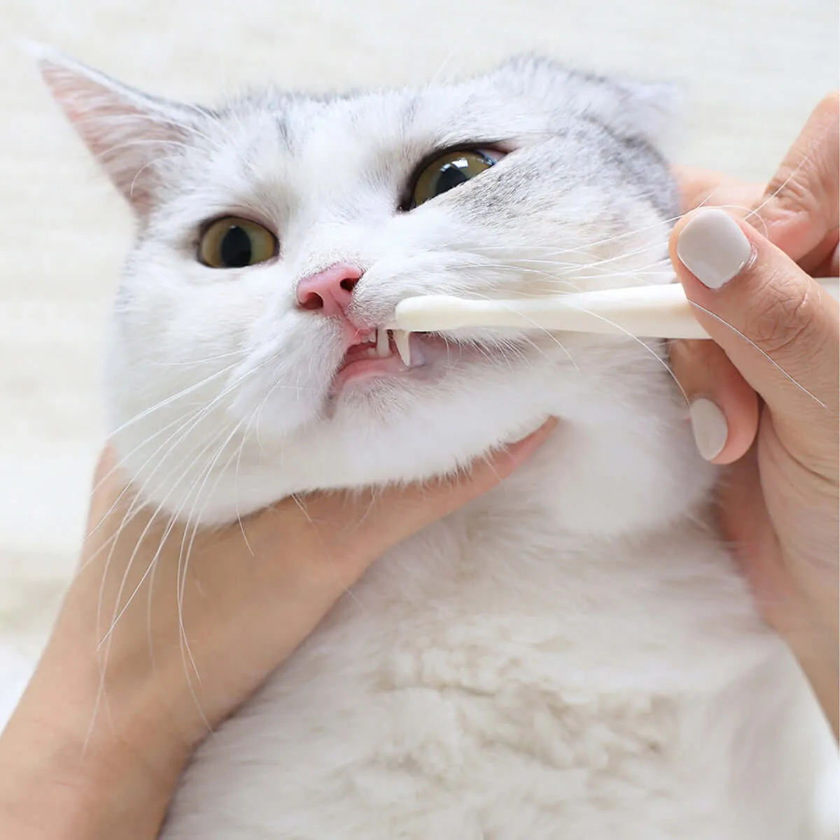 Hygienic Pet Toothbrush