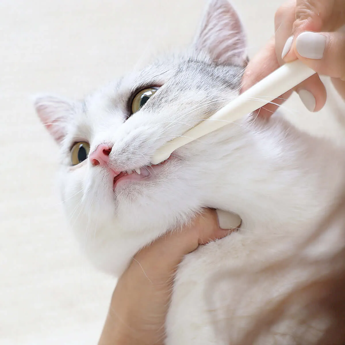 Hygienic Pet Toothbrush