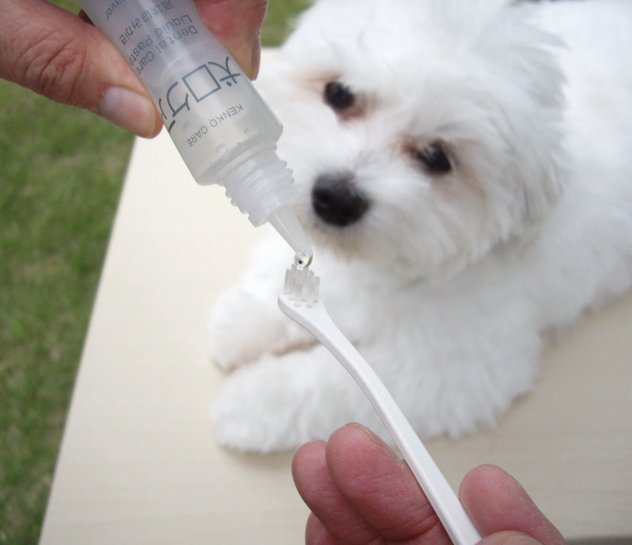 Mind Up Kenko Care Toothbrushing Liquid For Dogs